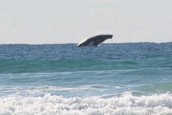 10-DAY Surf Adventure From Brisbane to Sydney Including Coffs Harbour, Byron Bay and Gold Coast - Physical Demands and Requirements