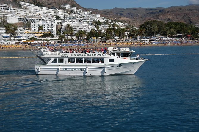 2-Hour Dolphin and Whale Watching in Gran Canaria - Traveler Experiences