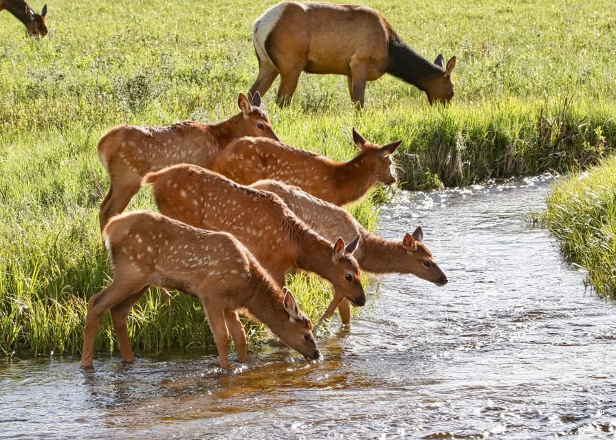 3/4 Day RMNP Mtn to SkyBear Lake Rd Tour-RMNPhotographer - Directions