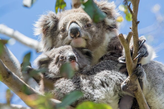 3-Day Adelaide to Melbourne Overland Trip Through Grampians and Great Ocean Road - Essential Trip Information