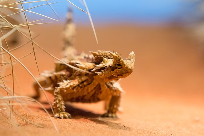 Alice Springs Desert Park General Entry Ticket - Desert Environments and Wildlife