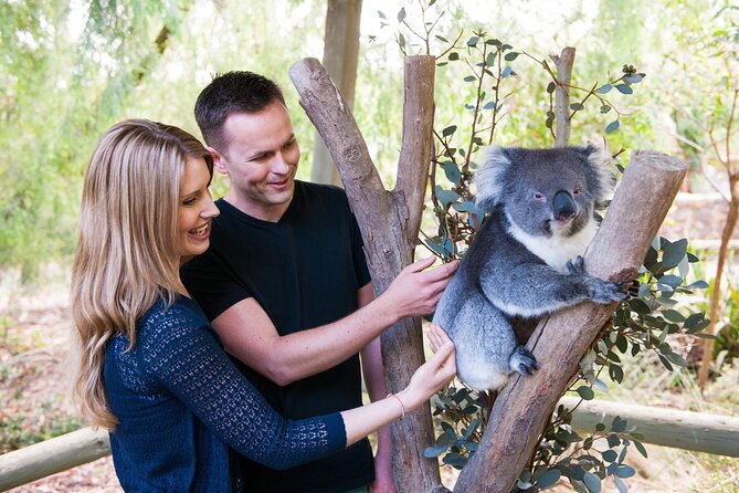 Cleland Wildlife Park Experience - From Adelaide Including Mt Lofty Summit - Planning and Booking Essentials