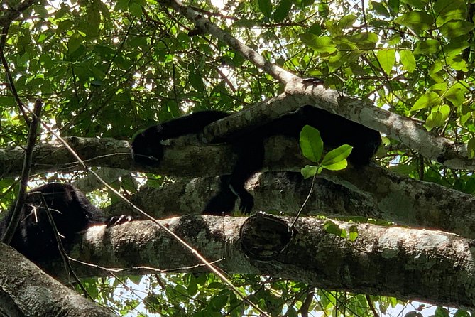 Coba Ruins and Punta Laguna Monkey Reserve Day Tour From Tulum - Final Words