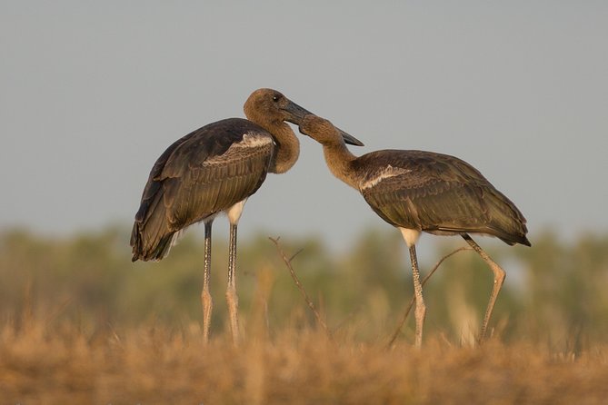 Corroboree Billabong Wetland Cruises - 1.5 Hour Morning Cruise - Pricing and Booking Details