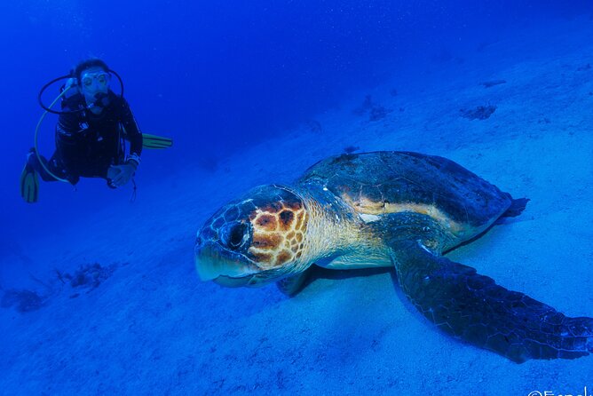 Costa Maya Two-Tank Dive For Certified Divers - Viator Information and Pricing