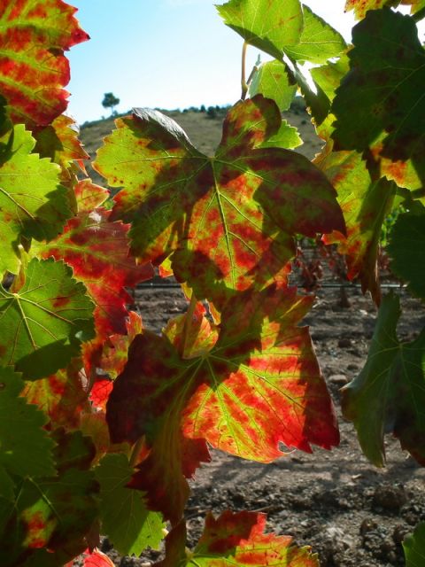 Falset: Guided Wine Tour to the Priorat by a Local - Highlights