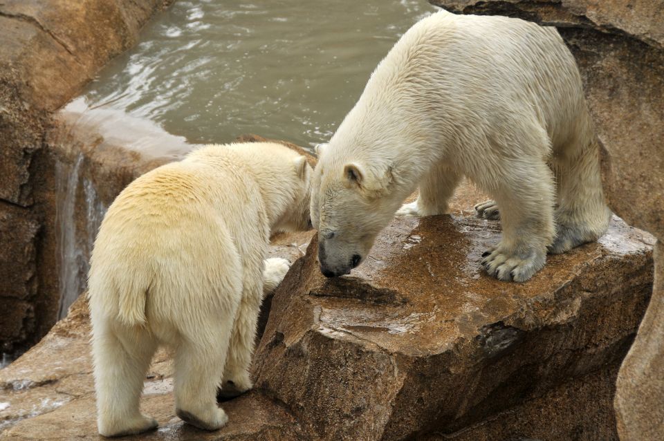 French Riviera: Marineland Entrance Ticket - Common questions