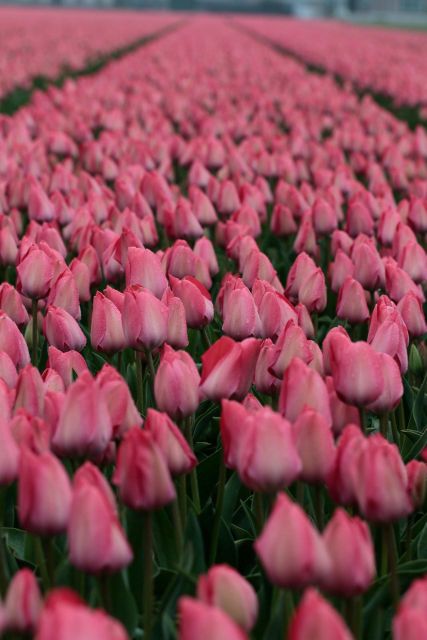 From Amsterdam: Tulip Fields of Holland Tour - Directions to Tour Location