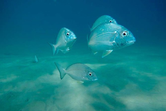 Gold Coast Try-Scuba Experience at Wave Break Island - Health and Fitness Requirements