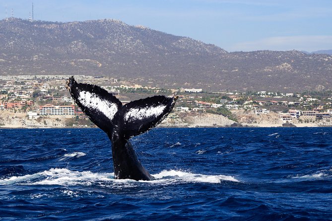 Humpback Whale Watching in Cabo San Lucas - Marine Wildlife Encounters