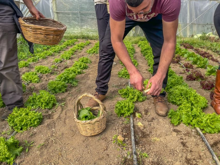 Ioannina: East Zagori Farming Experience & Cooking Class - Health and Safety Measures