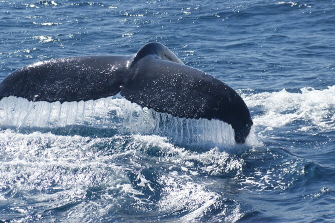 Kalbarri Whale Watching Tour Guided - Tour Reviews and Ratings