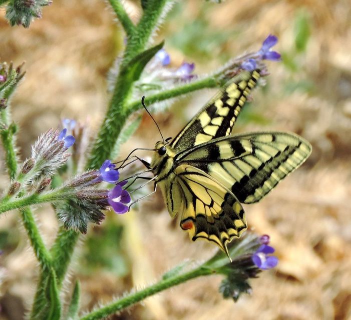 Lasithi Area: Cretan Culture & Nature Tour - Directions