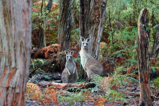 Melbourne Combo: Great Ocean Road Day Trip and Phillip Island Day Trip From Melbourne - Tour Reviews and Ratings