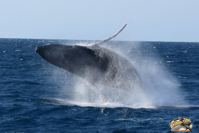 Mooloolaba Whale Watching Cruise - Reviews and Testimonials