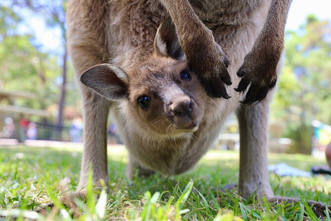 Nature and Wildlife: Australia in One Day - Private Tour - Tour Logistics and Essentials