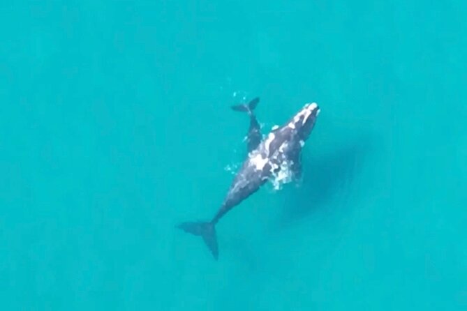 North Stradbroke Island - Scenic Flight & 4WD Ecotour With Lunch - Safety Precautions and Restrictions