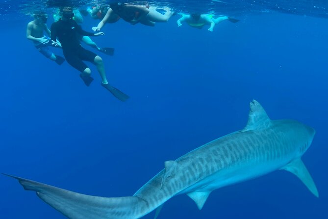 Oahu: Haleiwa Swimming With Sharks Cage-Free Experience - Logistics and Pricing Information