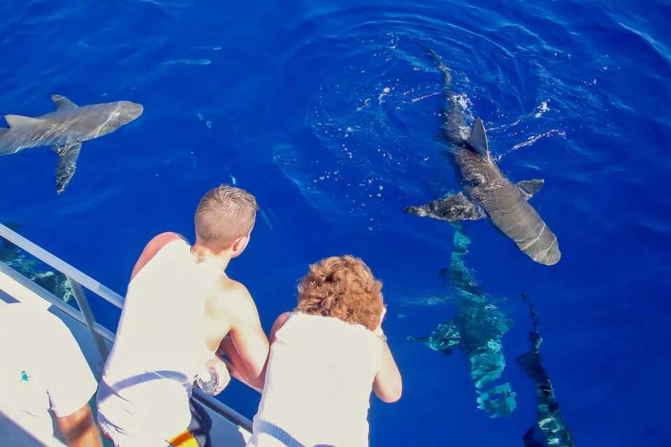 Oahu: Shark Cage Dive on the North Shore - Location and Directions