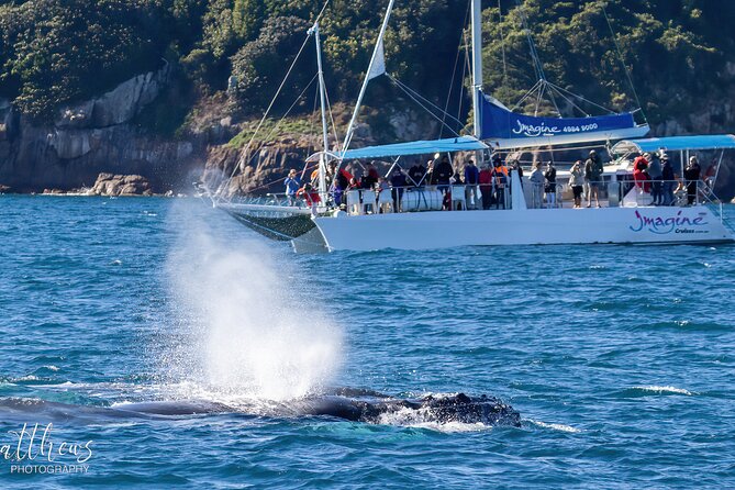 Port Stephens 3 Hour Whale and Dolphin Watch Cruise - Booking and Pricing Information