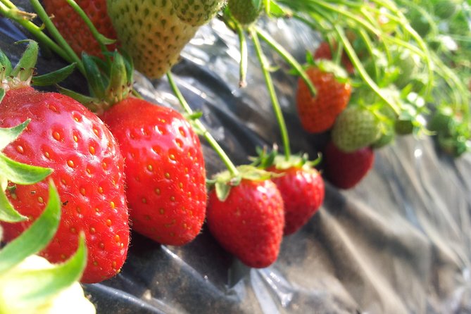 [Private Tour] Organic Strawberry Farm & Nami Island & Petite France - Pricing and Group Size