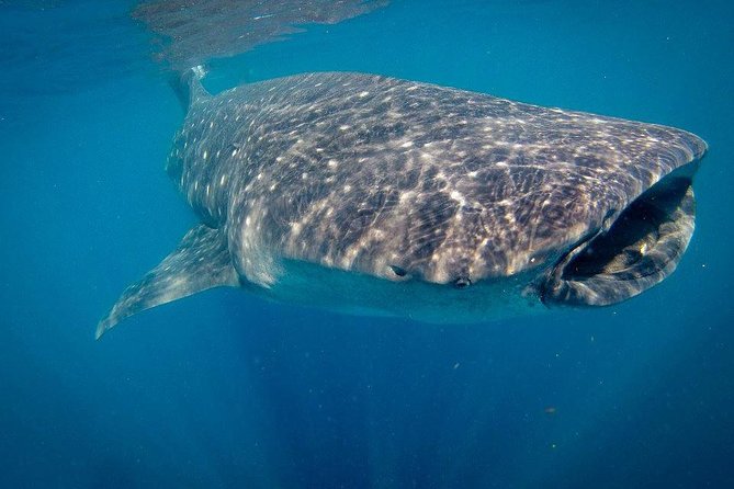 Reduced Group Whale Shark Tour - Final Words