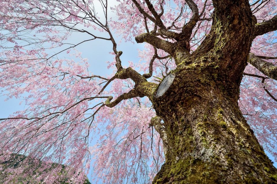 Sakura in Tokyo: Cherry Blossom Experience - Directions