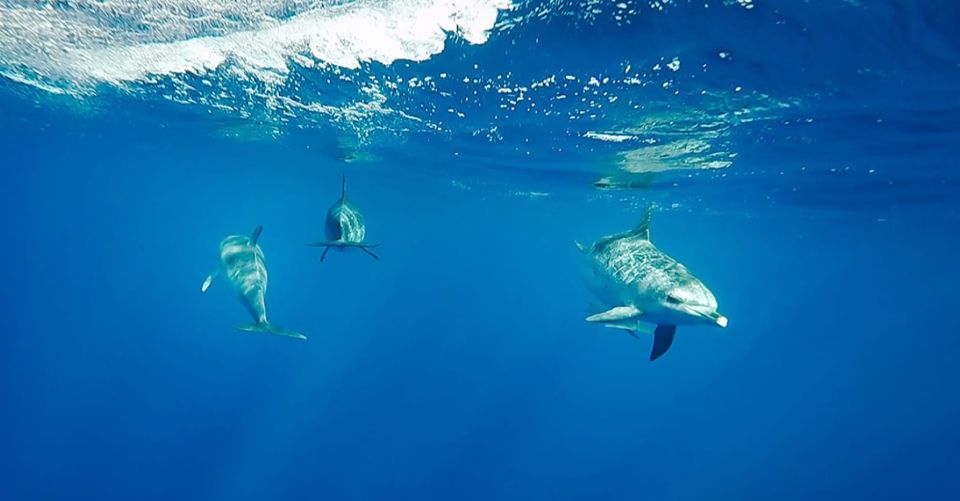 São Miguel: Wild Swimming With Dolphins - Inclusions and Restrictions