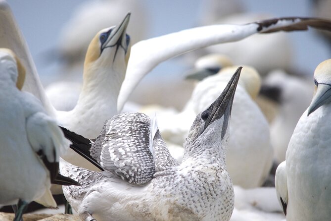 Seal and Dolphin Watching Eco Boat Cruise Mornington Peninsula - Cancellation and Refund Policy