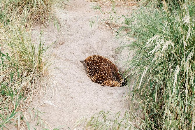 Small Group - Phillip Island Hike & Penguin Parade Day Tour From Melbourne - Physical Requirements and Limits