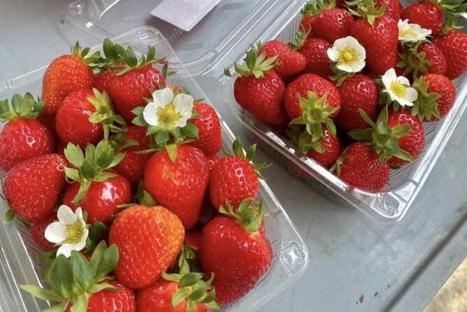 Strawberry & Eobi Valley & Nami Island & Garden of Morning Calm - What to Expect and Prepare