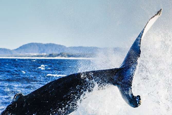 Swim With Whales Gold Coast - Preparing for Your Adventure