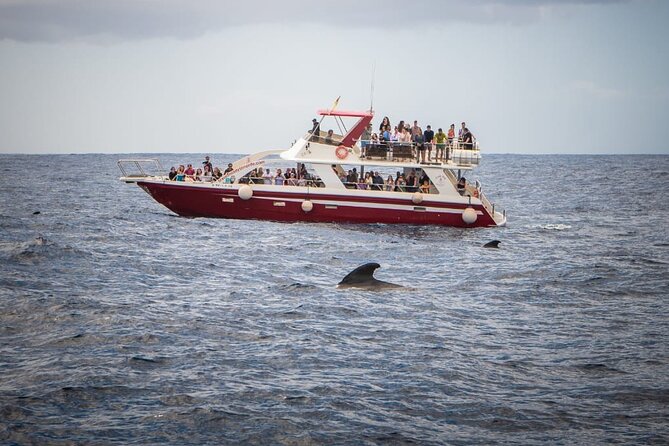 Tenerife Los Cristianos: Whale and Dolphin Eco-Yacht and Swim Stop - Final Words