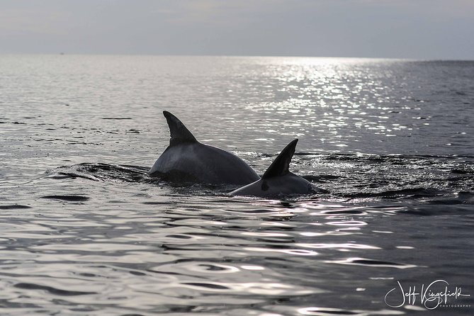 Two-Hour Everglades National Park Dolphin, Birding and Wildlife Boat Tour - Customer Reviews