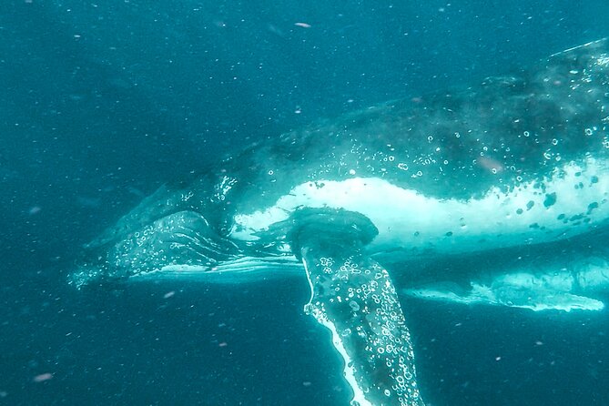 Whale Watching and Swim With Whales Cruise From Mooloolaba - Important Health and Age Restrictions