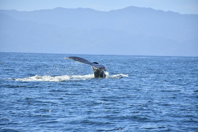 Whale Watching Guaranteed Experience in Puerto Vallarta - Final Words