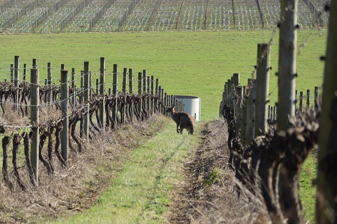 Yarra Valley Food Wine and Gin Tour Departing From Melbourne - Cancellation and Refund Policy