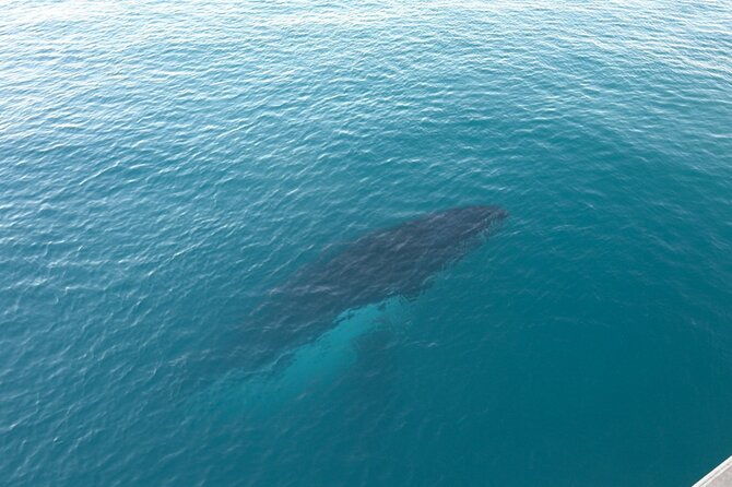 AOC Whale Watching From Broome - Cancellation and Refund Policy