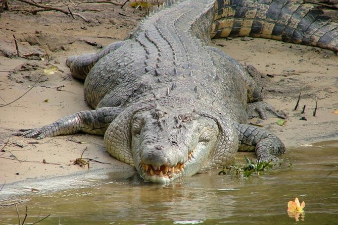 Cape Tribulation Day Tour From Cairns - Reviews and Ratings Overview