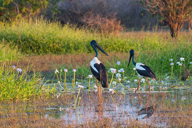 Corroboree Billabong Wetland Cruises - 1.5 Hour Morning Cruise - Reviews and Testimonials