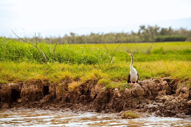 Darwin City Sights and Jumping Crocodile Cruise - What to Expect From Your Guide