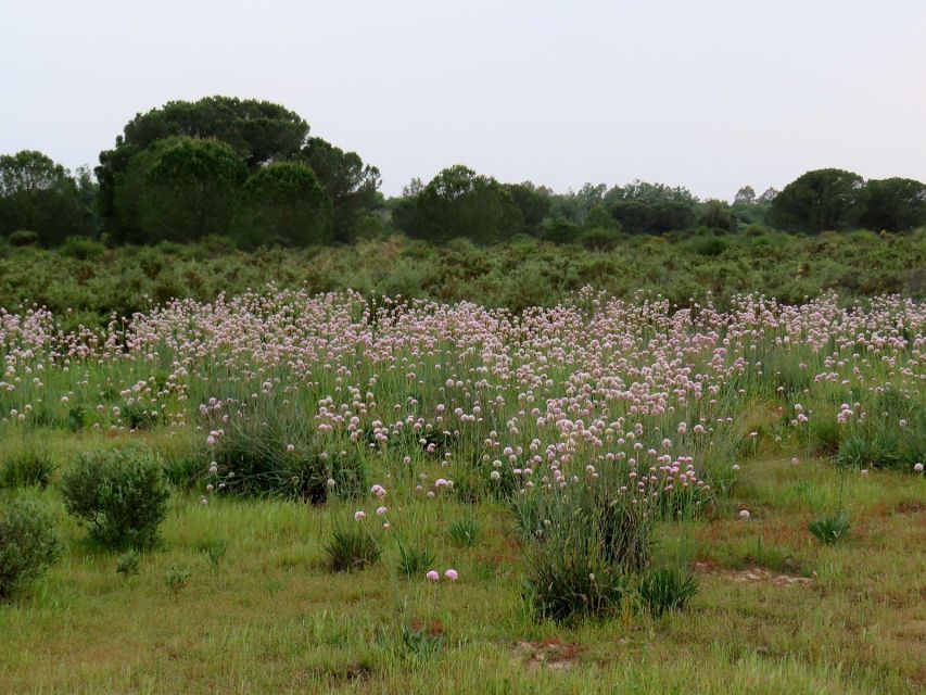 Doñana National Park: 2-Day Tour From Seville - Common questions