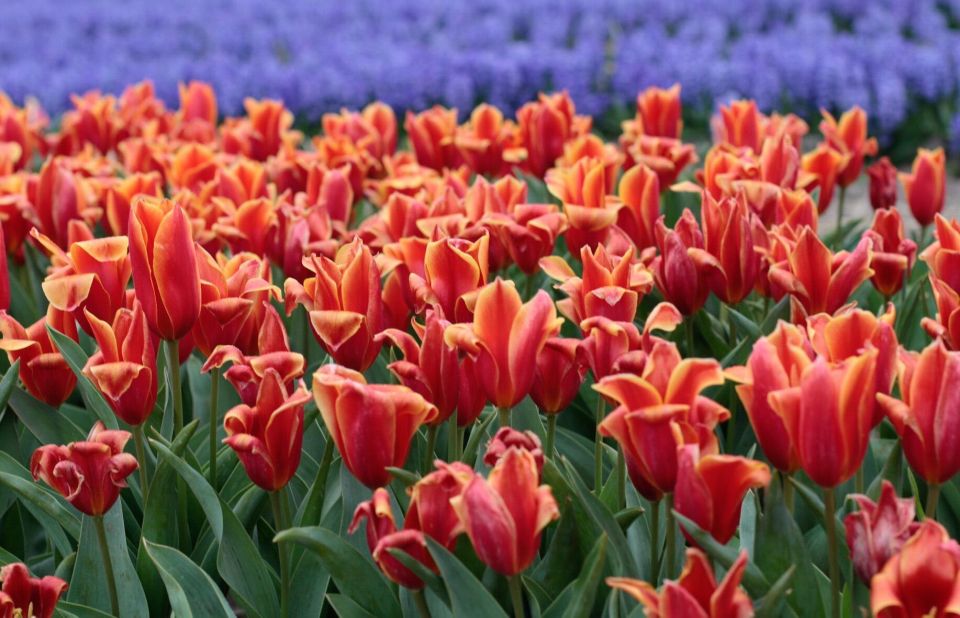 From Amsterdam: Tulip Fields of Holland Tour - Common questions