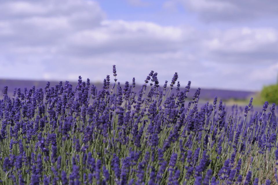 From London: Cotswolds, Country Pub Lunch & Lavender Fields - Final Words