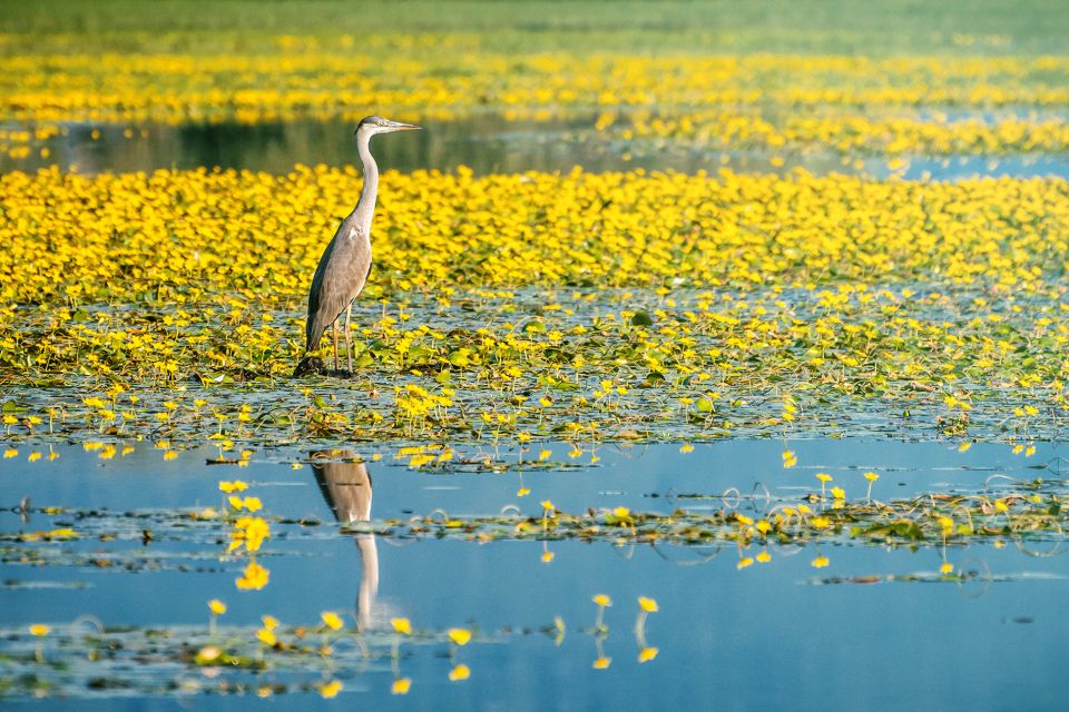 From Thessaloniki: Private Day Trip to Kerkini Lake - Final Words