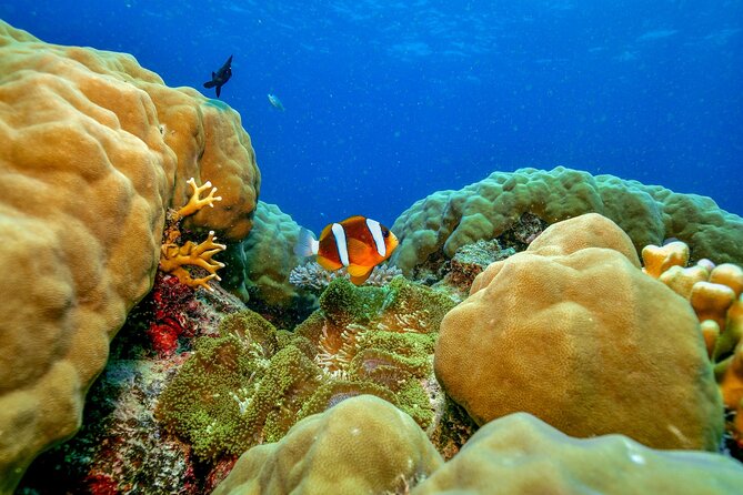 Great Barrier Reef With Cultural Guides-Dreamtime Dive & Snorkel - Flexible Cancellation and Refund Policy