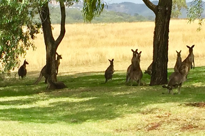 Hunter Valley Wine Tasting Private Tour From Sydney - Reviews and Cancellation Policy