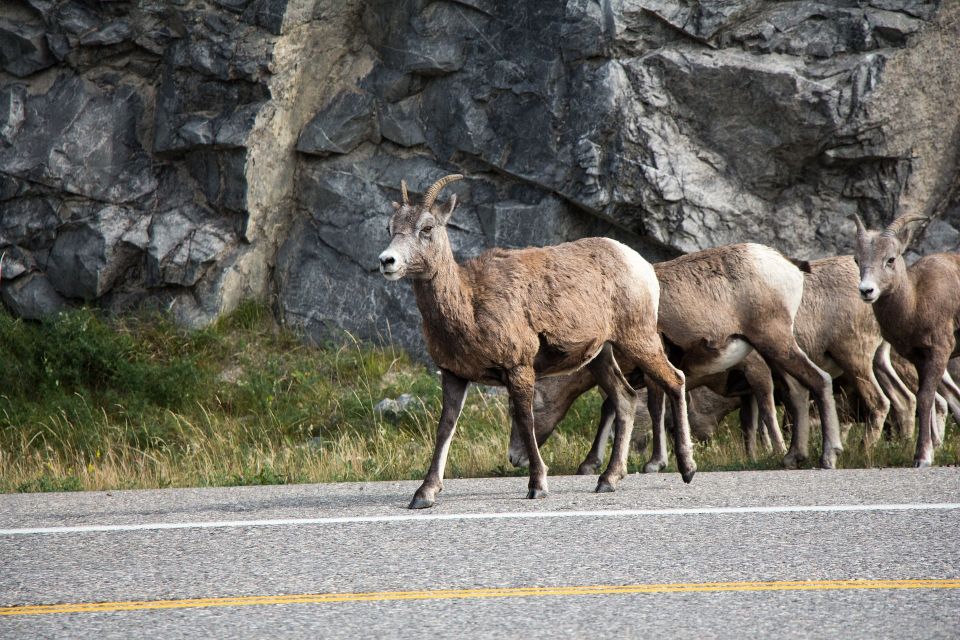 Icefields Parkway: Smartphone Audio Driving Tour - Final Words