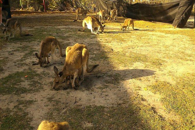 Kangaroo & Sunset Scooter Tour - The Sunset Scooter Experience