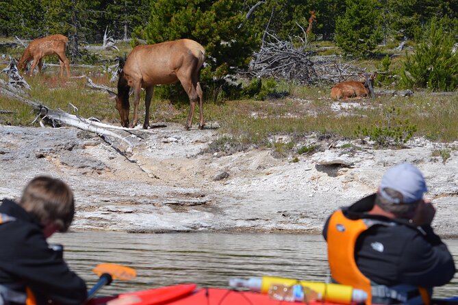 Lake Yellowstone Half Day Kayak Tours Past Geothermal Features - Common questions